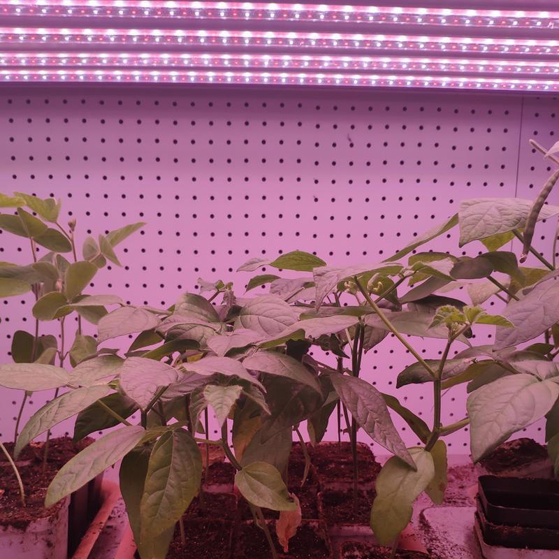 东营led植物生长灯 全光谱led植物生长灯价格 植物生长灯多少钱？