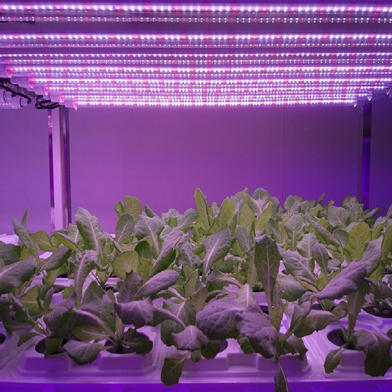 深圳植物灯厂家直销T8全光谱植物灯管  LED植物生长灯管  大棚蔬菜全光谱补光灯管