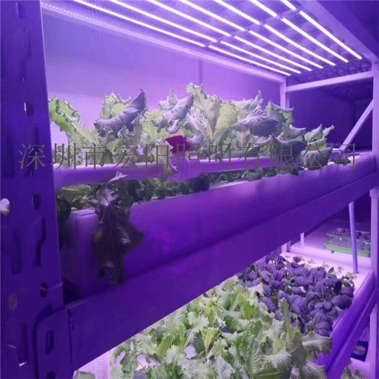 深圳植物灯管厂家供应2.4米36W植物灯管 T8植物生长灯管 led植物生长灯管