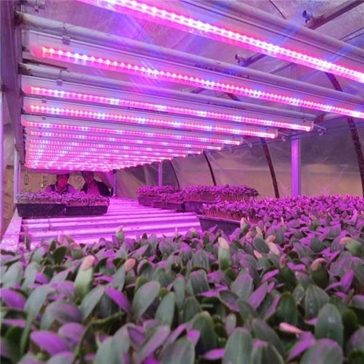 广东植物灯厂家直销大棚温室生长灯管 蔬菜生长灯管 大棚补光灯管